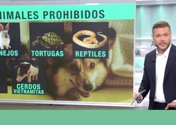 La viral respuesta de un ganadero al Gobierno por la nueva Ley de Bienestar Animal