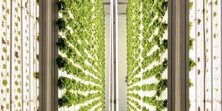 En Maceda: Agricultura y renovables: una combinación ganadora