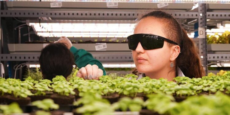 Impulsan en Maceda la mayor planta de agricultura vertical en la península