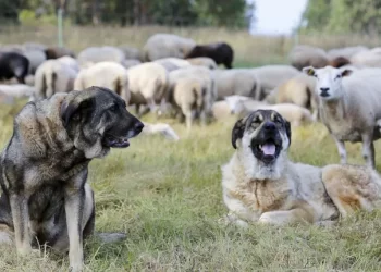 Las protectoras, saturadas porque los ganaderos quieren adoptar perros para cobrar una ayuda de la Xunta que puede superar los 3.500 euros