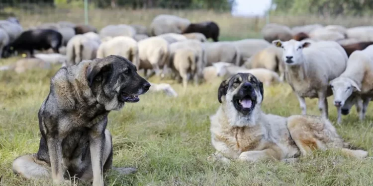 Las protectoras, saturadas porque los ganaderos quieren adoptar perros para cobrar una ayuda de la Xunta que puede superar los 3.500 euros