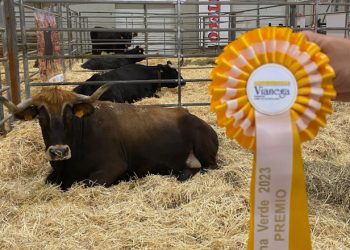 Duas gandeirías de Maceda premiadas entre os mellores exemplares de razas gallegas de ganado en perigo de extinción
