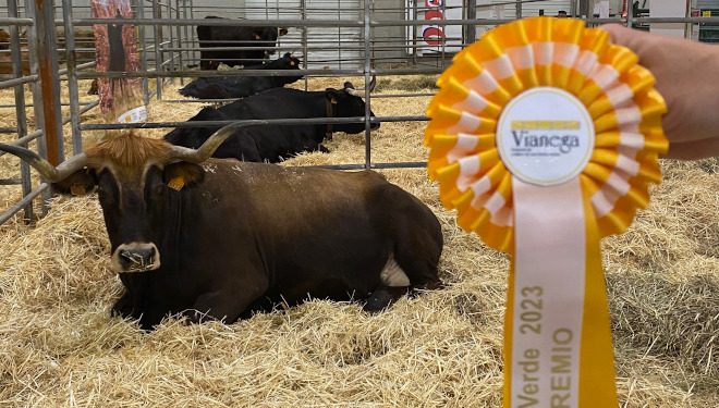 Duas gandeirías de Maceda premiadas entre os mellores exemplares de razas gallegas de ganado en perigo de extinción