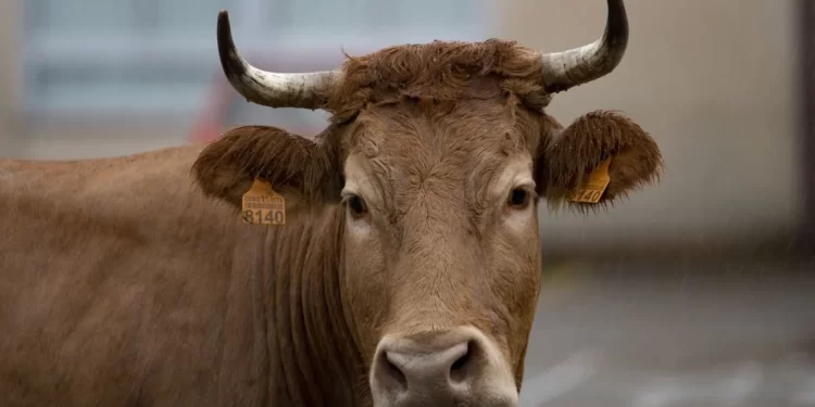 El «covid de las vacas» en Esgos e Baños de Molgas