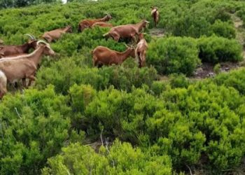 Usar cabras para limpiar montes con tendidos eléctricos ofrece ventajas frente a roza mecánica, según un estudio