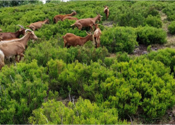 Investigan alternativas sostenibles para preservar las líneas eléctricas en áreas montañosas
