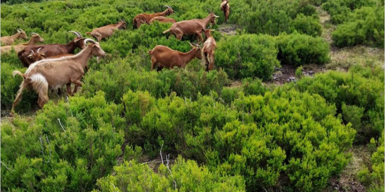Investigan alternativas sostenibles para preservar las líneas eléctricas en áreas montañosas