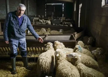 El pastor del mayor rebaño de oveja gallega se jubila sin relevo a la vista: «Sen os animais non sei que será da aldea»